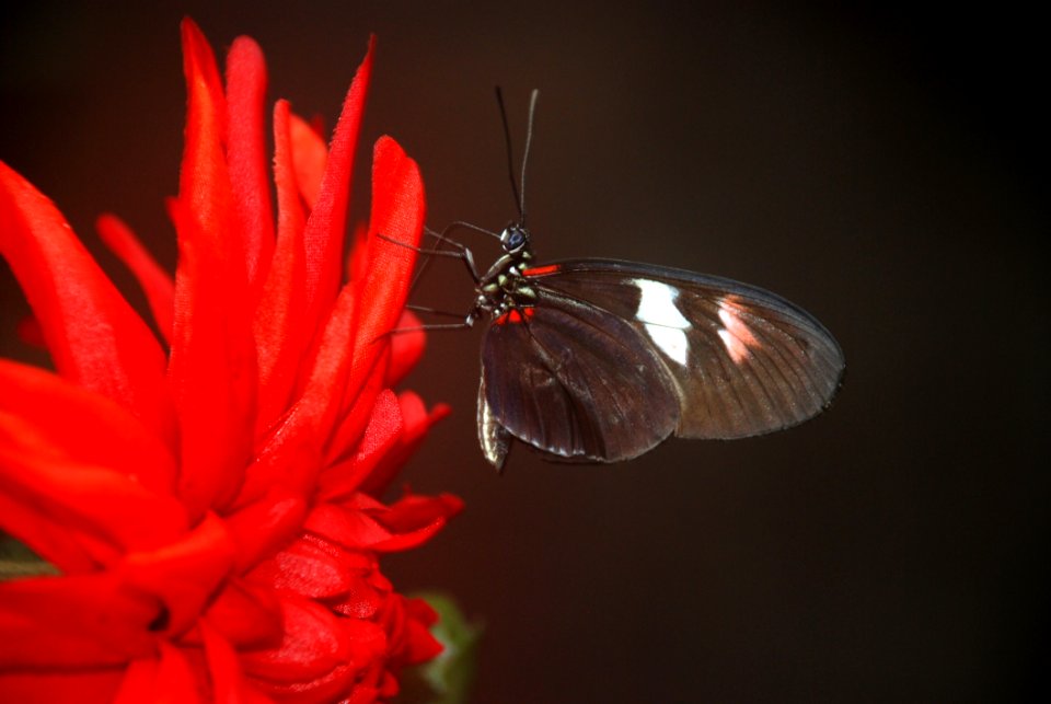 Black And White Butterfly On Red Multi Petaled Flower