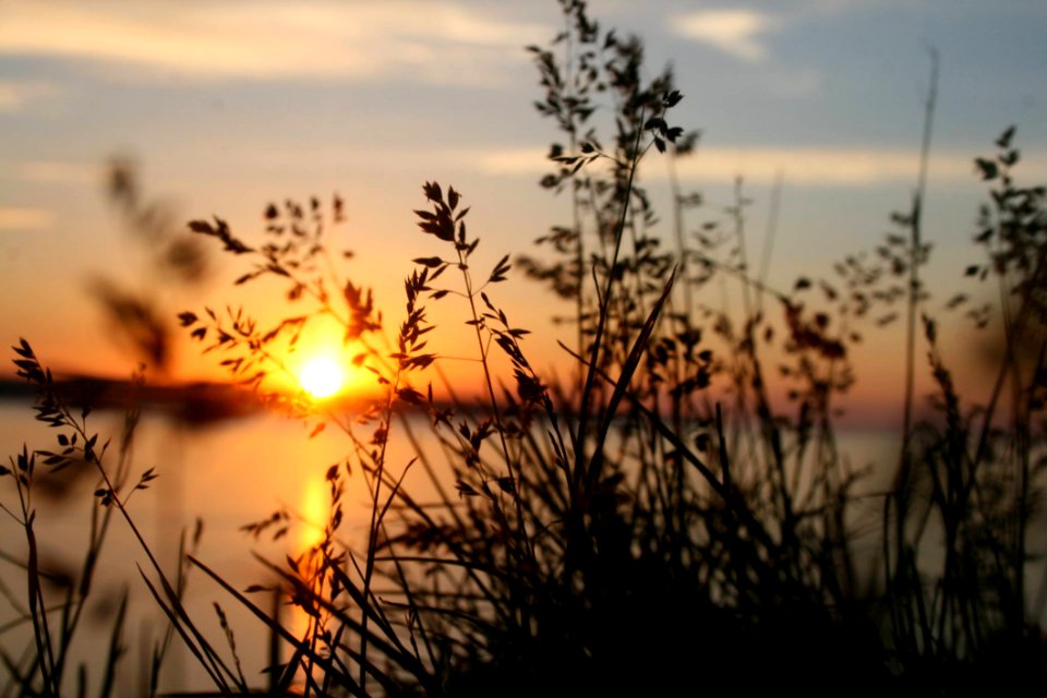 Silhouette Of Grasses Against The Light Of Setting Sun
