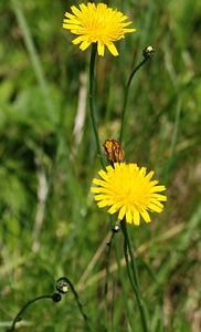 Nature plant garden