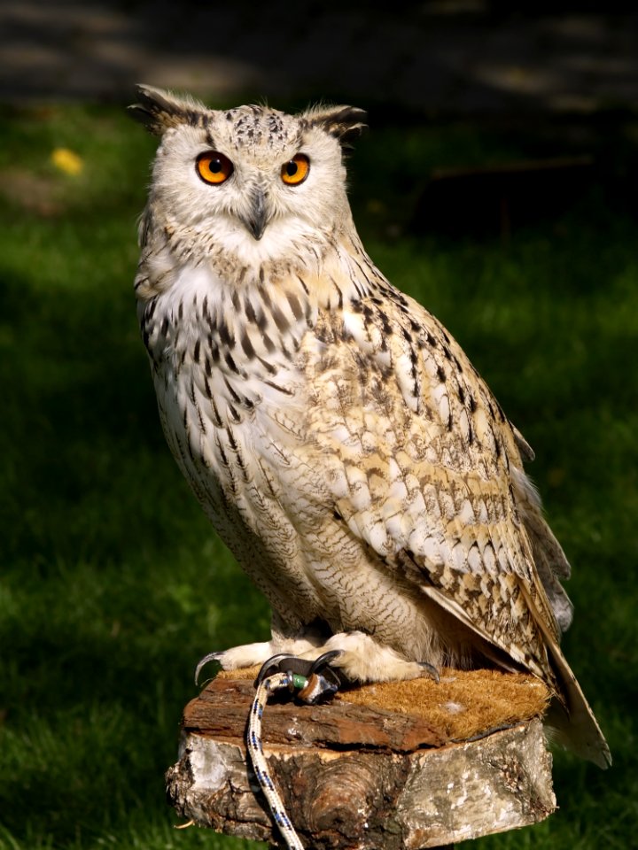 Brown Beige And Black Owl