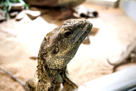 Grey Iguana