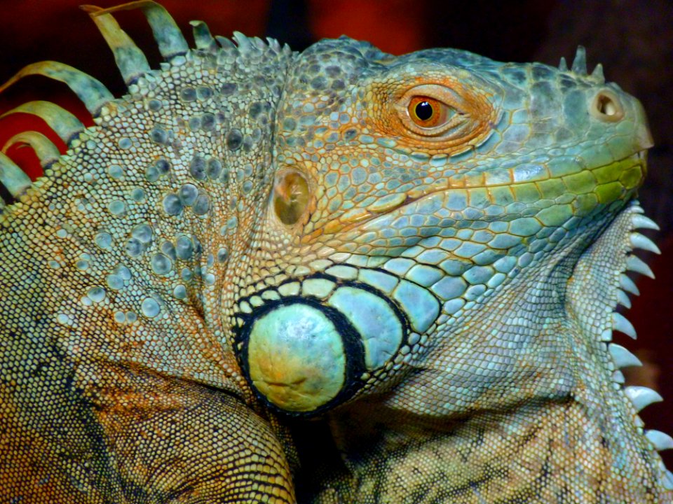 Green Iguana