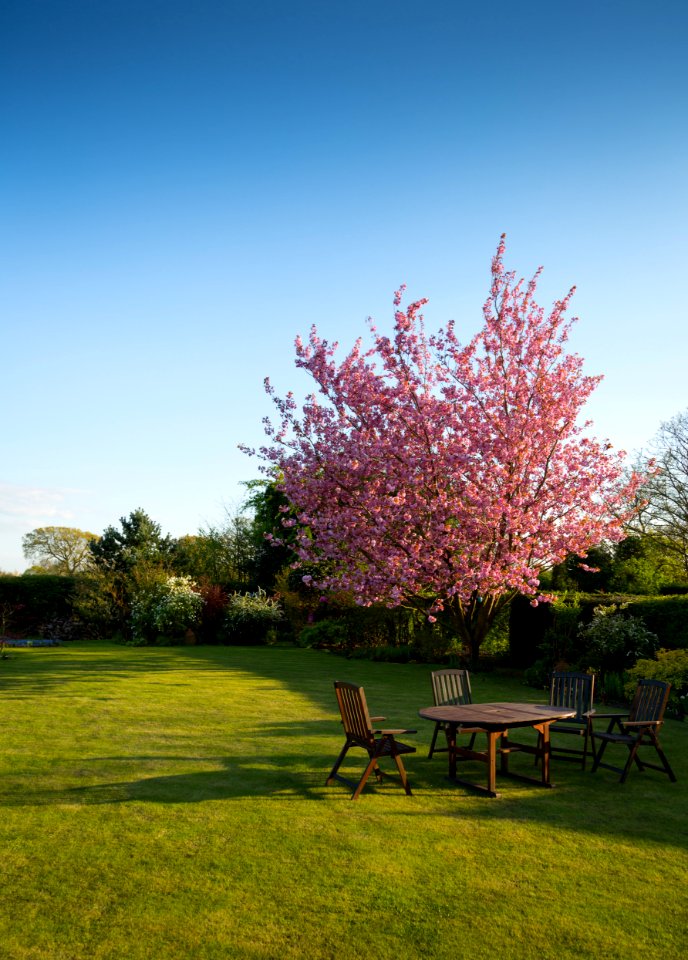 Flowering Tree In Garden
