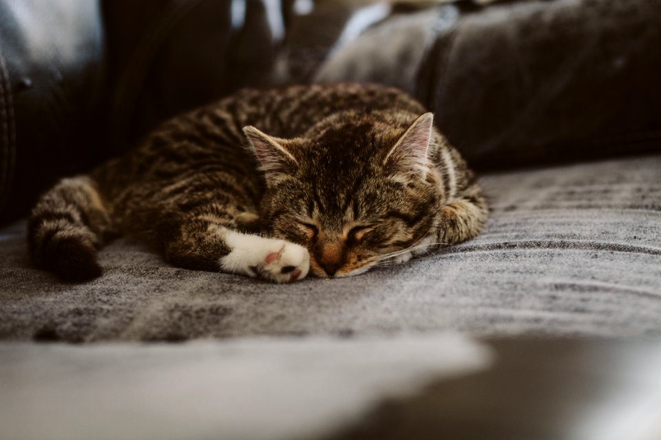 White Black And Brown Tabby Cat On Grey Padded Chair