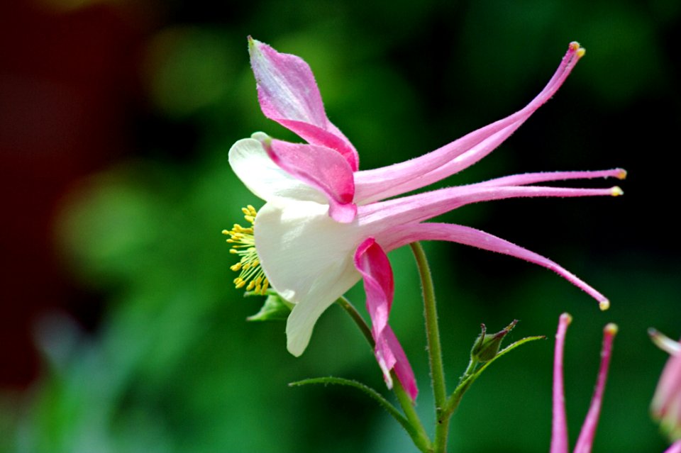 Purple And White Petaled Flower