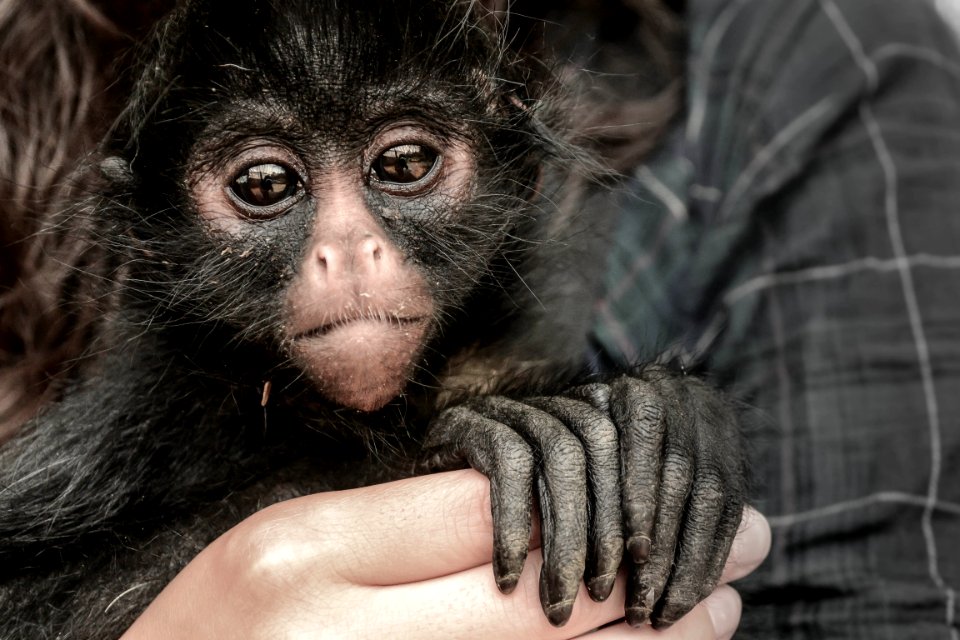 Person Holding Monkey