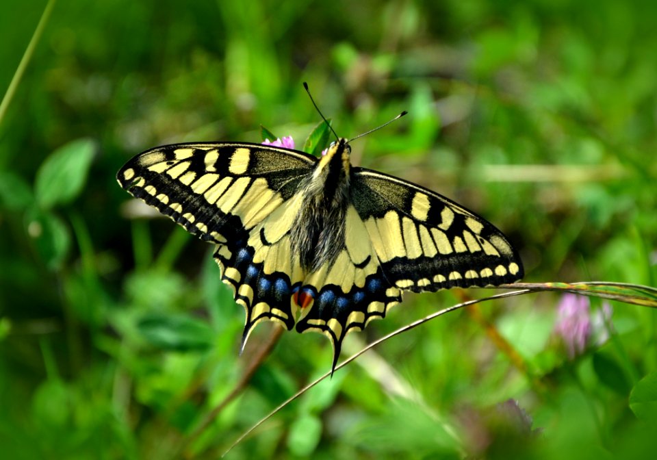 Butterfly In Green Garden