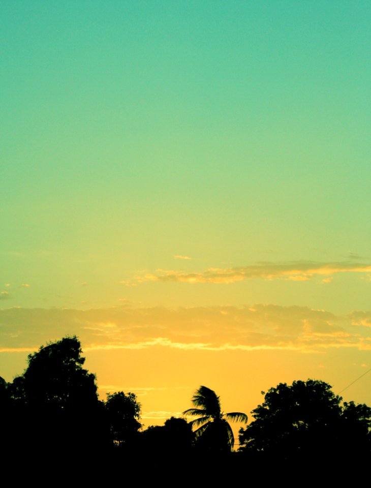 Silhouette Of Tree During Sunset
