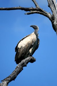 Black And Gray Vulture On Gray Wither Tree During Daytime