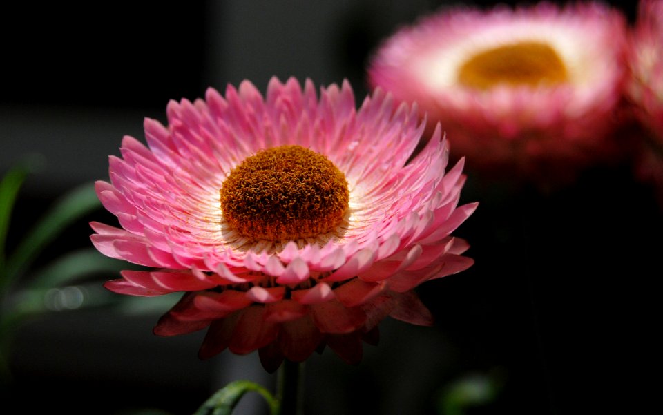 Pink And White Multi Layer Petal Flower