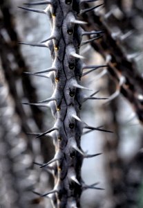 Alluaudia Branch With Spines
