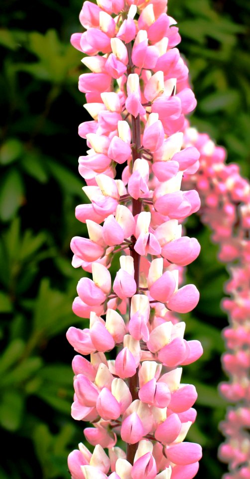 Pink Flower photo