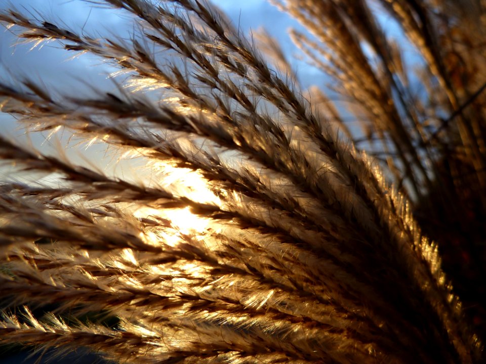 Brown Grass Plant During Daytime
