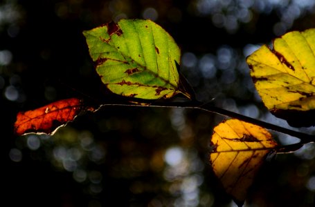 Autumn Beech Leaves photo