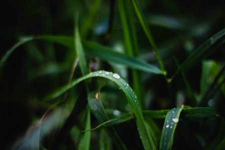 Dew Drops On Grass photo