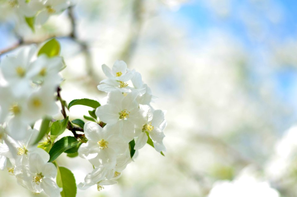 White Flower Picture During Daytime