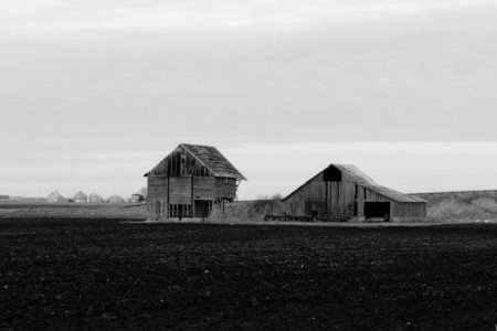 Barns In Field