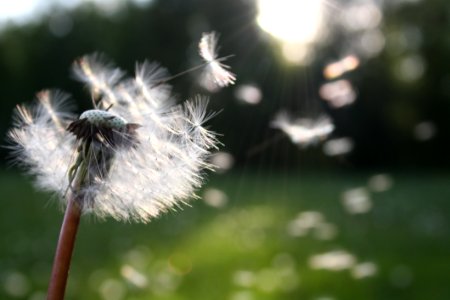 Dandelion Blowing In Wind photo