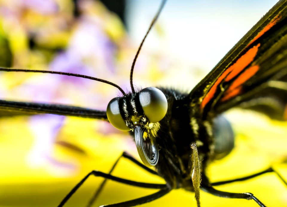 Black And Orange Butterfly