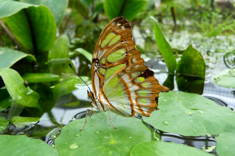 Butterfly On Lilypad