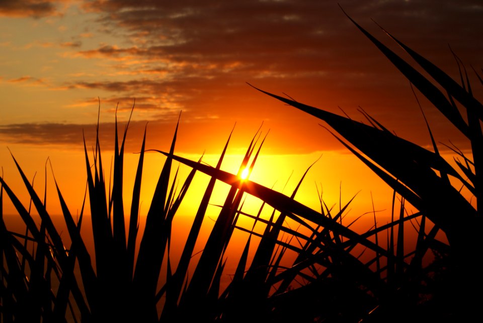 Silhouette Of Grass Under The Sepia Sky