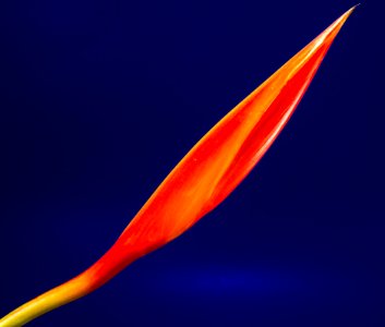 Red And Yellow Flower Bud