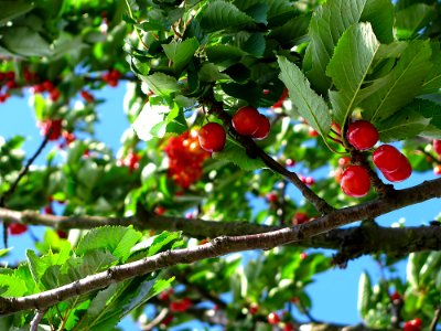Red Cherry Fruit On Brown Tree Branch