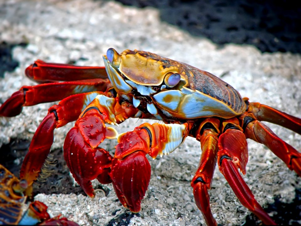 Red White And Brown Crab