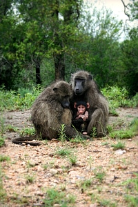 Baboon baboon family sleeping baboons photo
