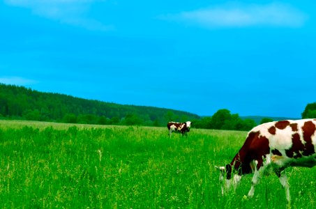 Cows Grazing On Field Against Sky