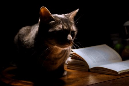 Grey Tabby Cat Laying Next To Book photo