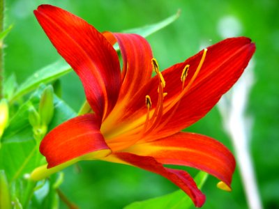 Macro Shot Of Red And Yellow Flower