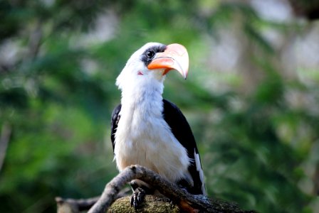 White And Black Toucan Bird Perched On Tree Branch photo