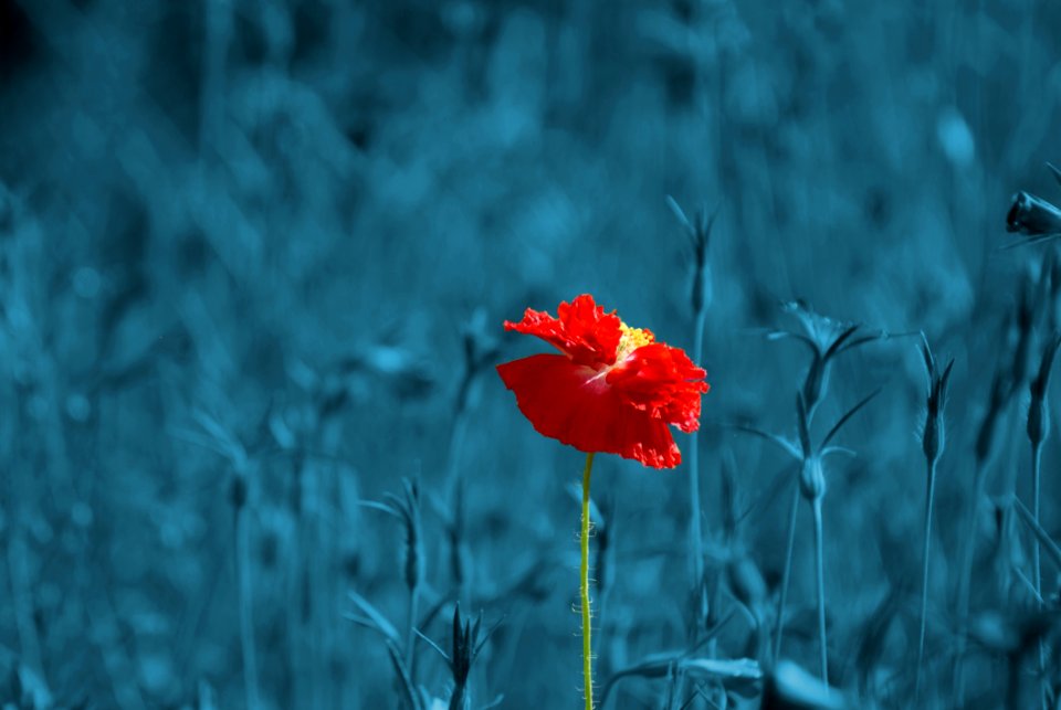 Red Flowers Selective Photo