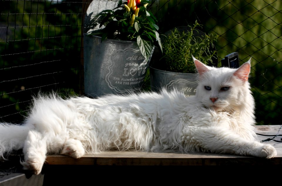 White Long Fur Cat