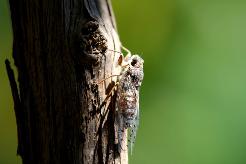Brown Flying Insect Perching On Brown Trunk During Daytime photo