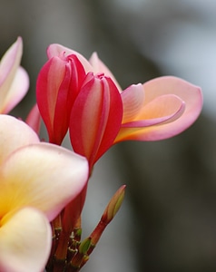 Plant natural blossom