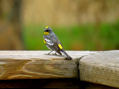 Close-up Of Bird On Wood photo