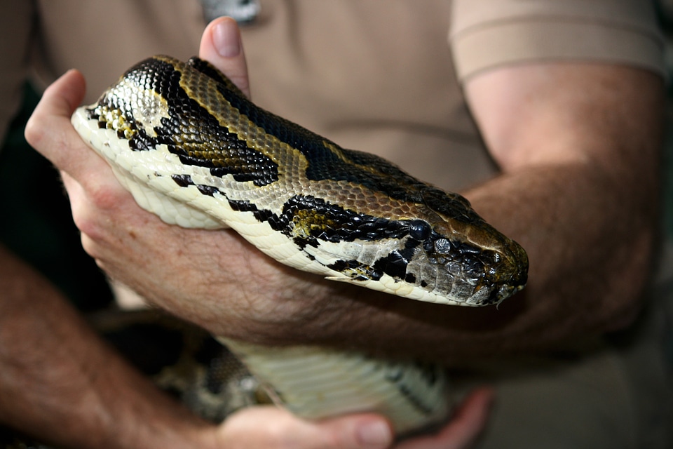 Head close-up animal