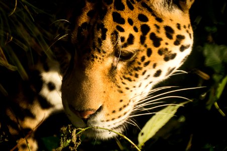 Jaguar Close Up