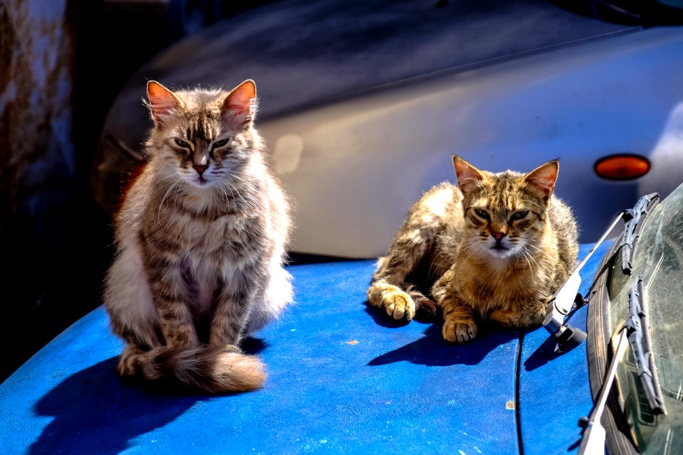 Tortoiseshell Cat With Brown Maine Coon Cat
