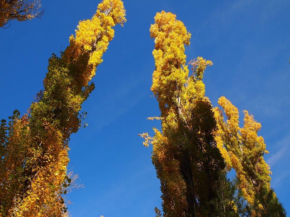 Nature look up clear