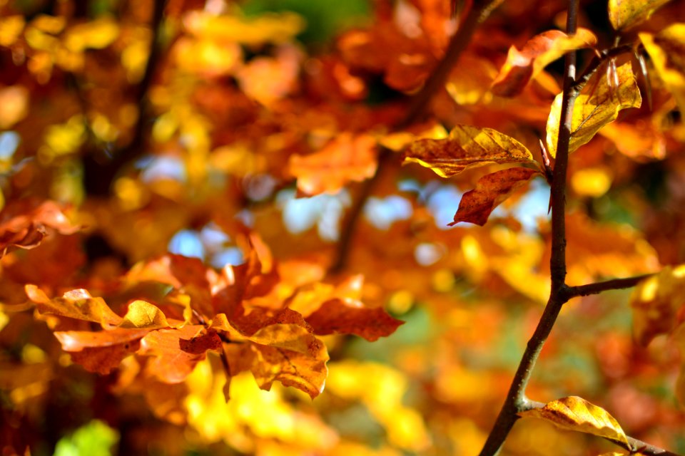 Brown Leaves During Daytime