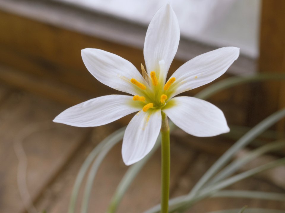 White Flower