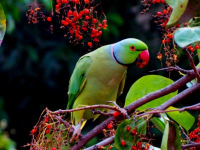Parrot On Branch