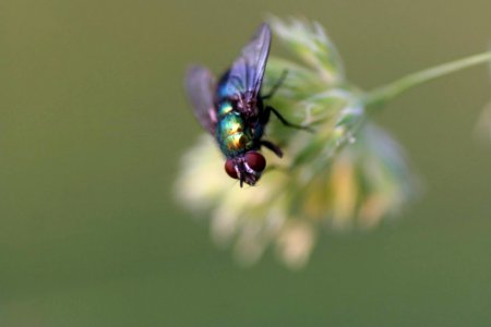 Black Red And Green Fly On White Flower Shallow Focus Photography