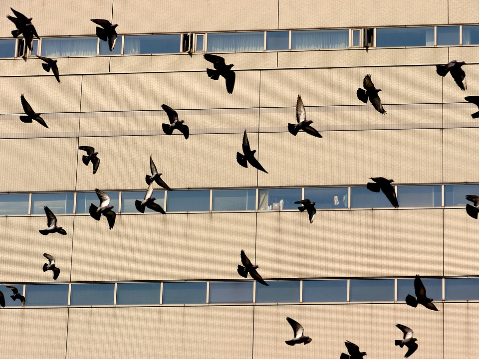 Flock flying flight