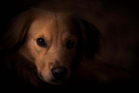 Tan Coat Dog Close Up Photo photo