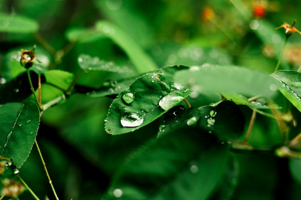 Water Drops On Leaves