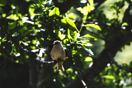 White Bird On Brown Tree Branch During Daytime photo